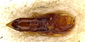 Media type: image;   Entomology 305327 Aspect: body parts
